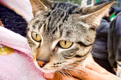 Vacinação de cães e gatos pode ser feita na Unidade de Saúde Animal Victória