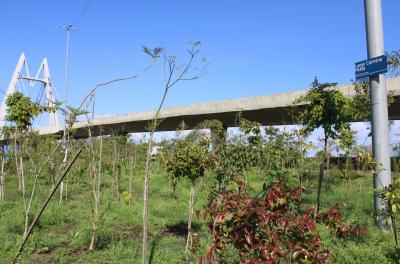 Primeira floresta de bolso de Porto Alegre se consolida com mudas de dois metros