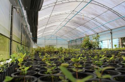 Viveiro Municipal chega a 100 espécies nativas e cultiva 15 árvores ameaçadas de extinção
