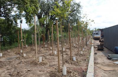 Sarandi ganha microfloresta com 165 mudas de árvores nativas