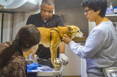 castração de animais 