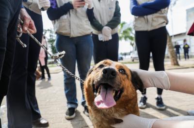 Porto Alegre lança projeto-piloto do Programa Apadrinha Pet neste sábado