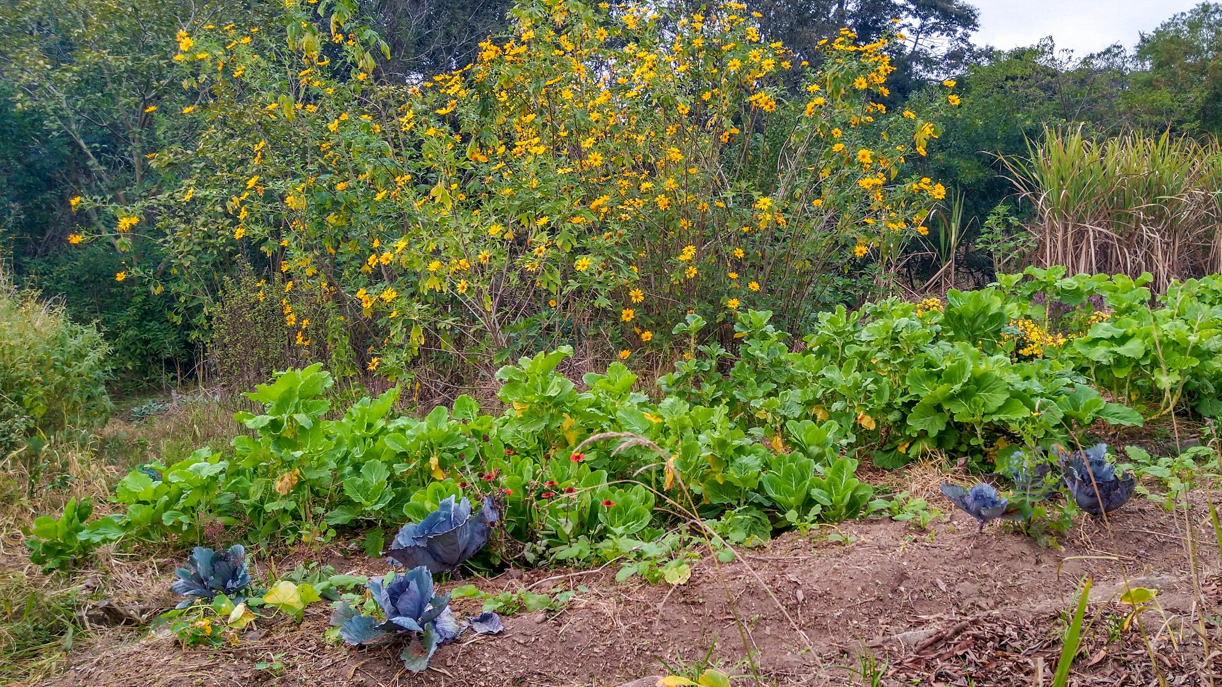 Horta Comunitária.jpg